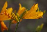 Hemerocallis middendorffii