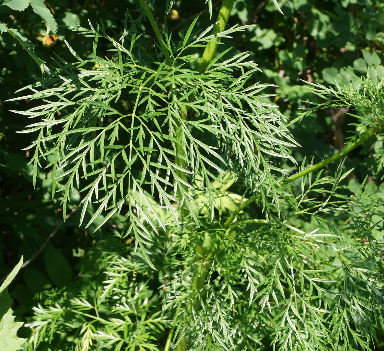 Изображение особи Chaerophyllum prescottii.