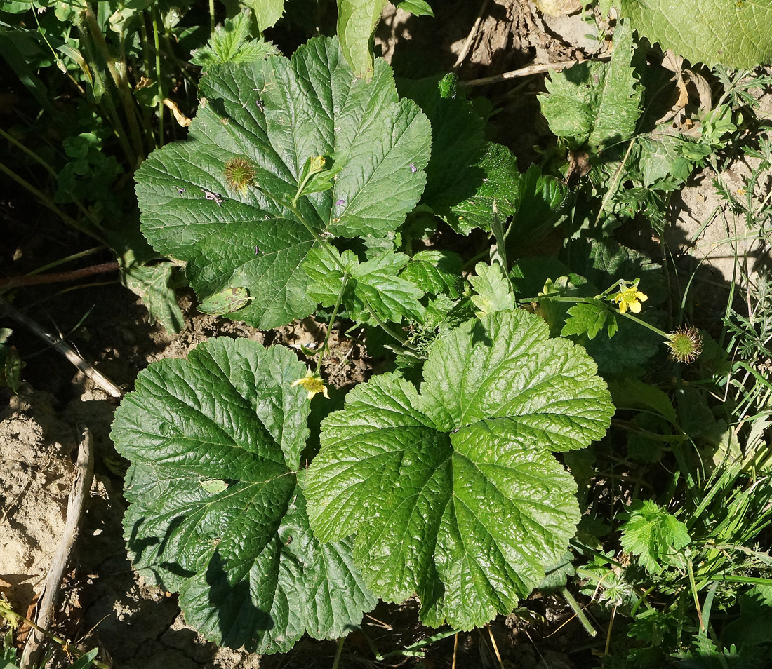 Image of Geum aleppicum specimen.