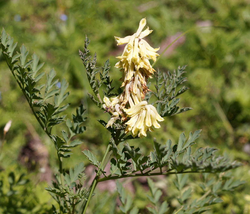 Image of Corydalis semenowii specimen.