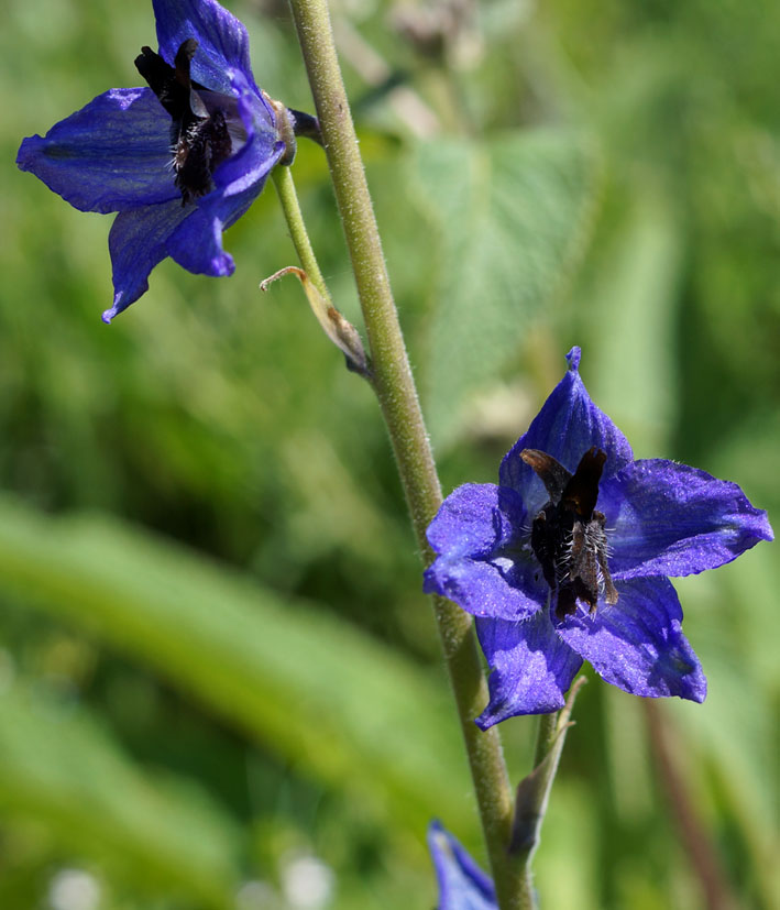 Изображение особи род Delphinium.