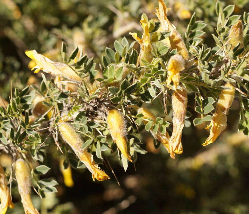 Изображение особи Caragana pleiophylla.