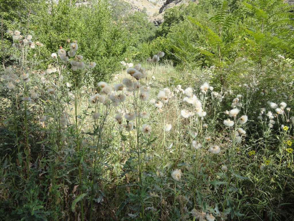 Изображение особи Cirsium incanum.