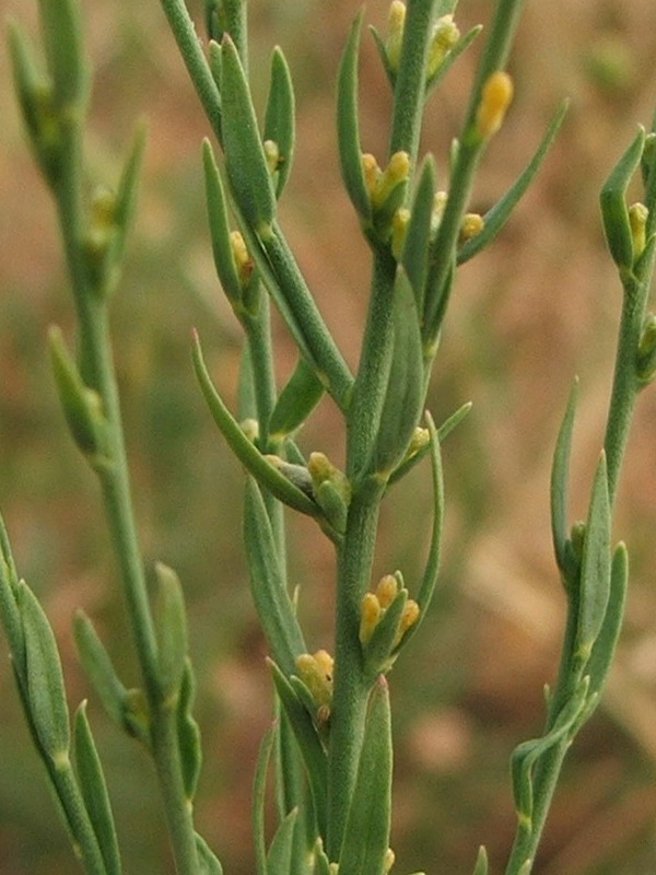 Image of Thymelaea passerina specimen.