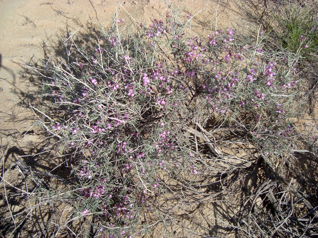 Изображение особи Astragalus turcomanicus.