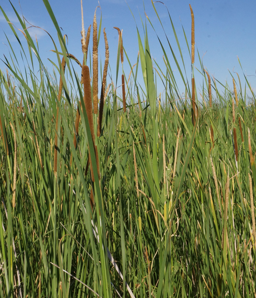 Изображение особи Typha angustifolia.