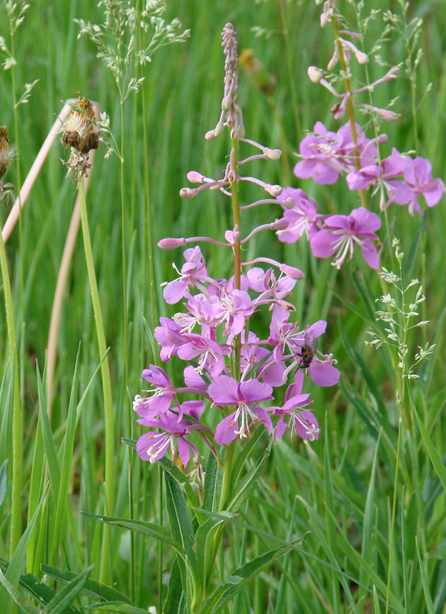 Image of Chamaenerion angustifolium specimen.