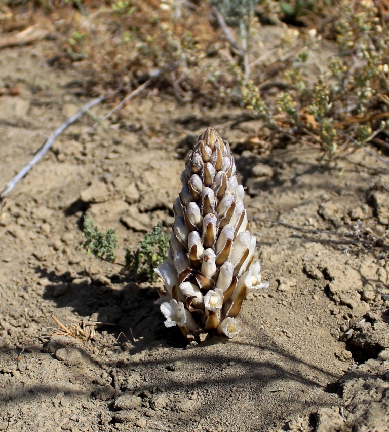 Image of genus Cistanche specimen.