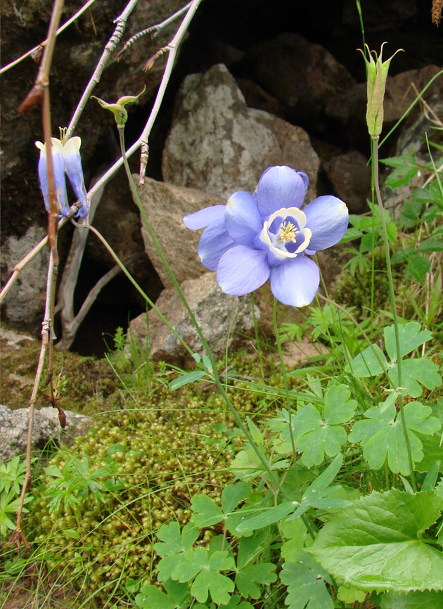 Изображение особи Aquilegia amurensis.