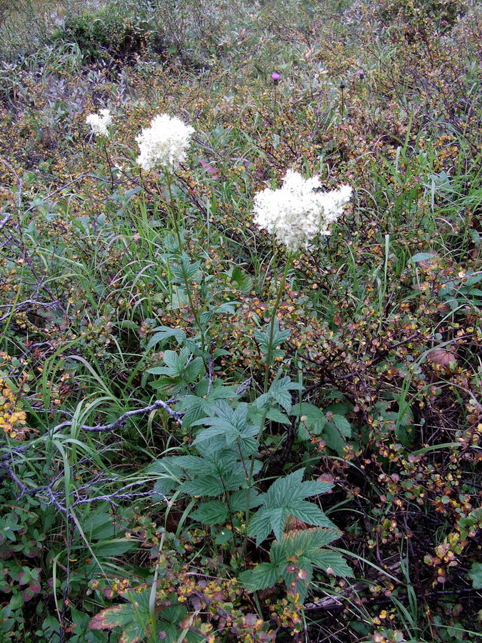 Image of Filipendula ulmaria specimen.