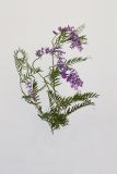 Vicia cracca