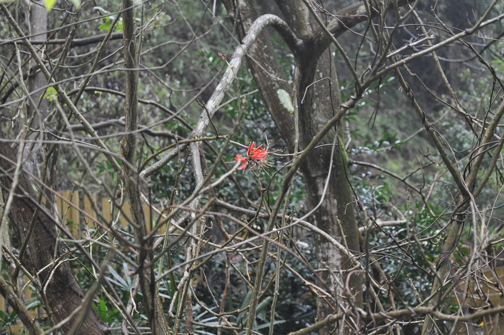 Изображение особи Erythrina stricta.