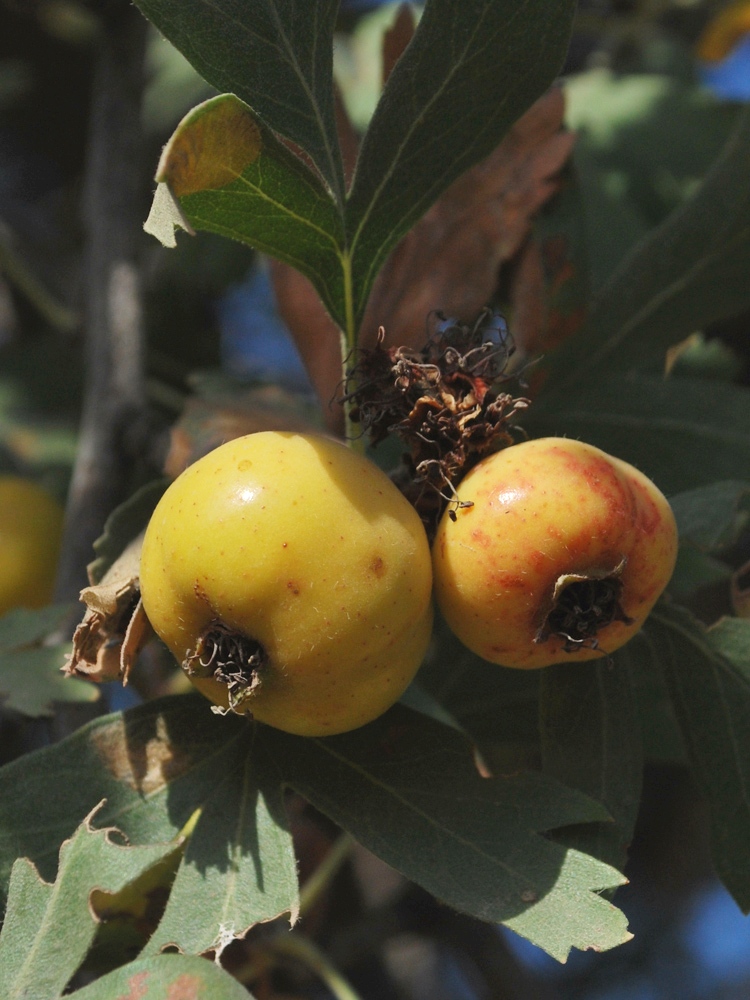 Изображение особи Crataegus pontica.