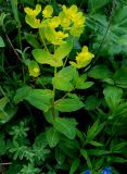 Euphorbia tauricola