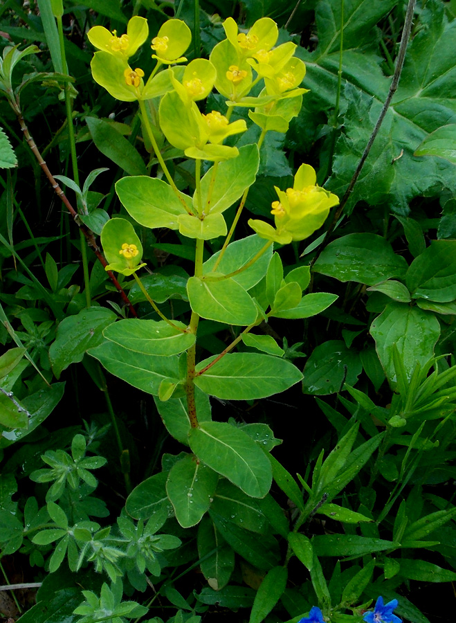 Изображение особи Euphorbia tauricola.