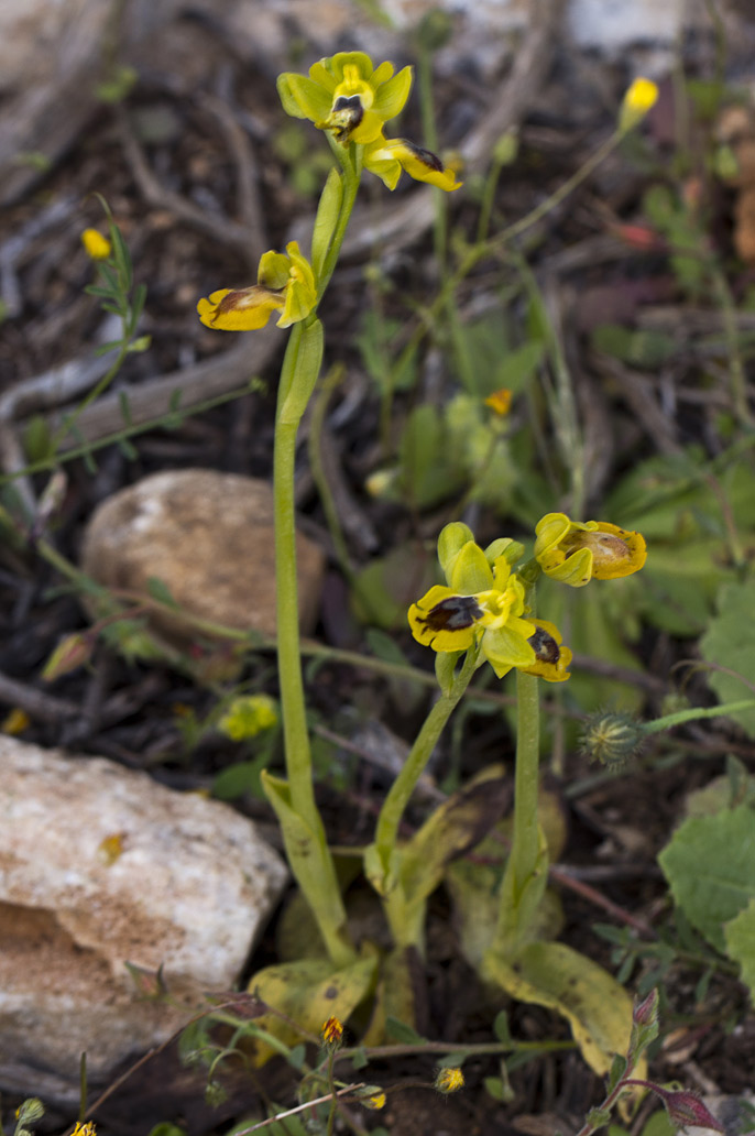 Image of Ophrys lutea specimen.