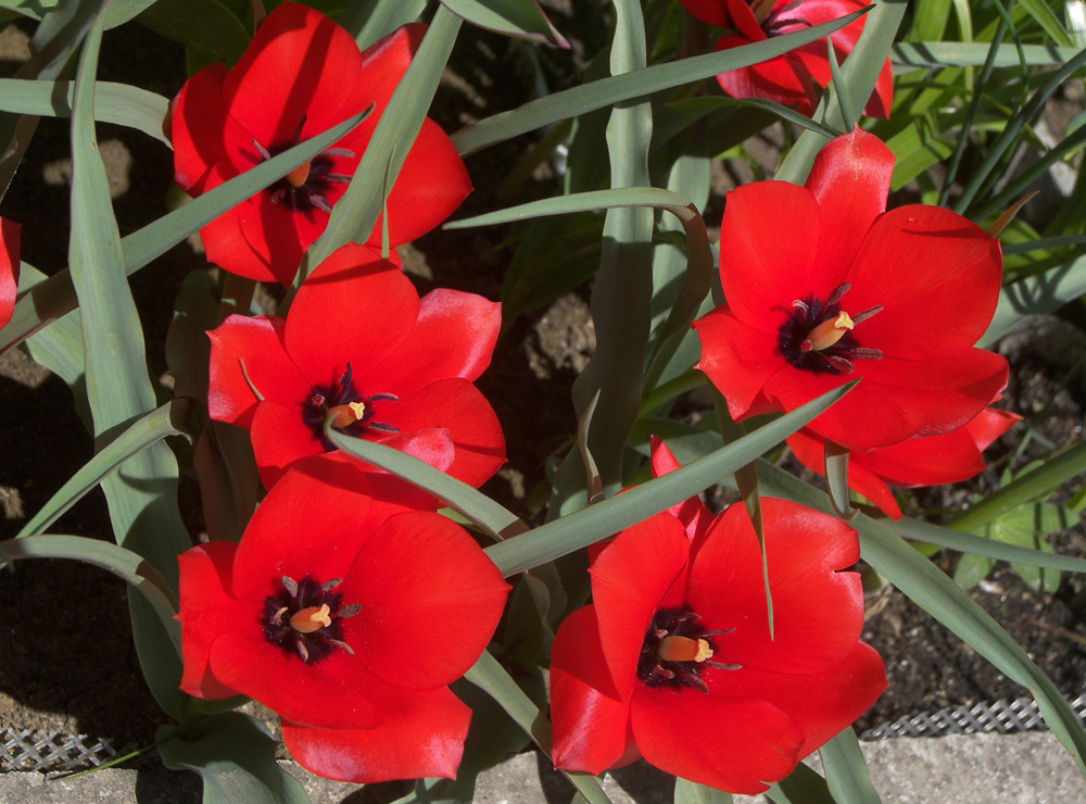 Image of Tulipa maximowiczii specimen.