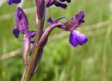 Anacamptis подвид caucasica