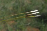 Stipa pontica
