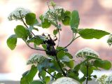 Viburnum lantana. Ветви с соцветиями и прошлогодним соплодием. Санкт-Петербург. 29 мая 2009 г.