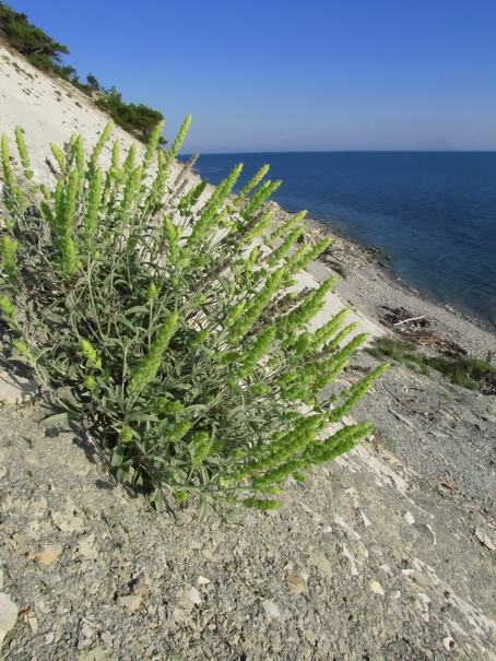 Image of Sideritis euxina specimen.