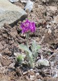 Oxytropis erecta