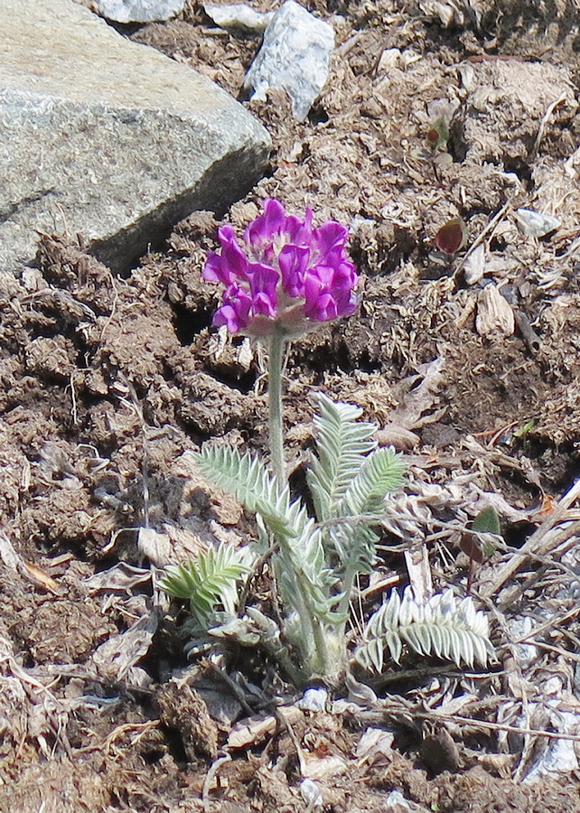 Image of Oxytropis erecta specimen.