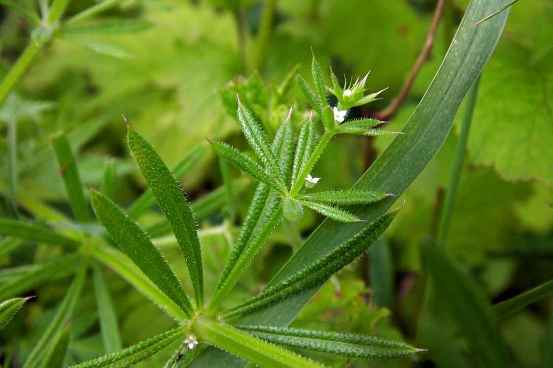 Изображение особи Galium aparine.