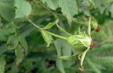 genus Rosa. Завязь. Краснодарский край, Кущевский р-н, станица Шкуринская, огородная межа в переулке. 01.06.2016.