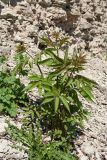 Sambucus racemosa. Молодое растение на известняковой осыпи. Псков, у основания разрушающейся крепостной стены. 09.05.2016.