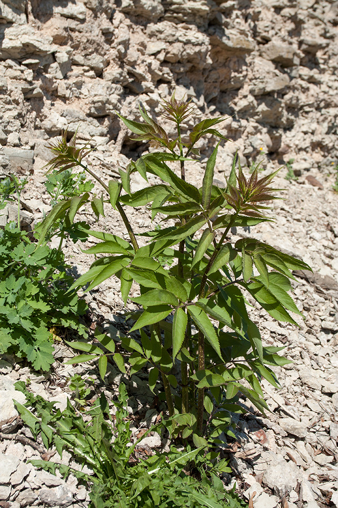 Изображение особи Sambucus racemosa.