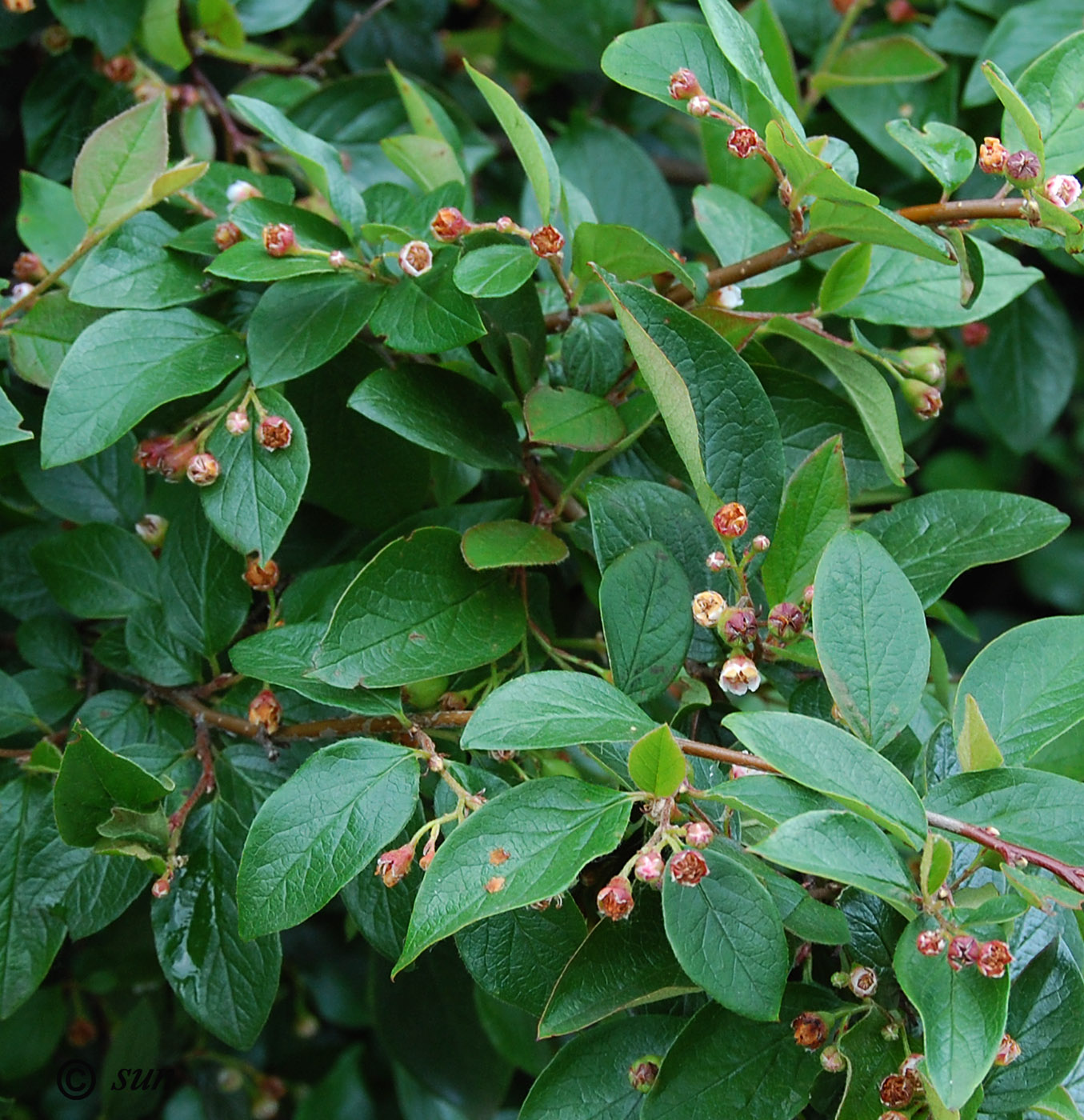 Изображение особи Cotoneaster lucidus.