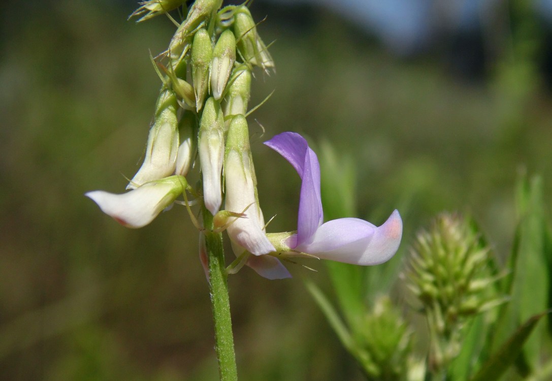 Изображение особи Galega officinalis.