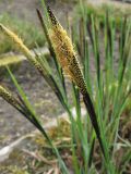 Carex elata. Соцветие с раскрывающимися мужскими цветками. ФРГ, Нижняя Саксония, Ольденбург, ботанический сад Ольденбургского университета. 7 апреля 2007 г.