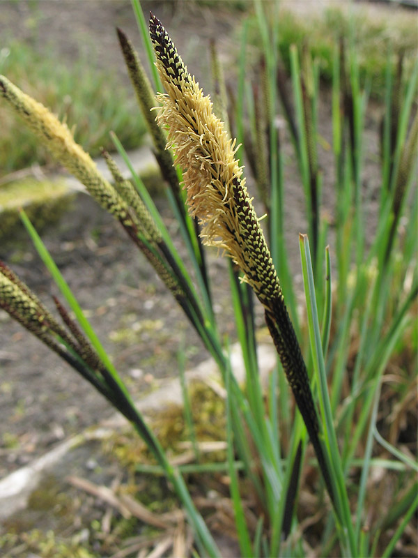 Изображение особи Carex elata.