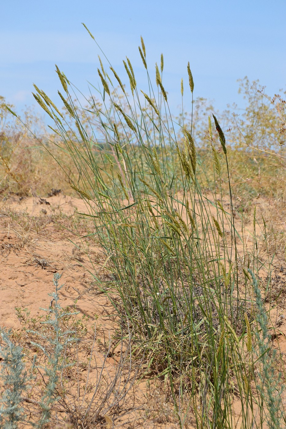 Image of Psathyrostachys juncea specimen.