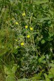 Potentilla argentea