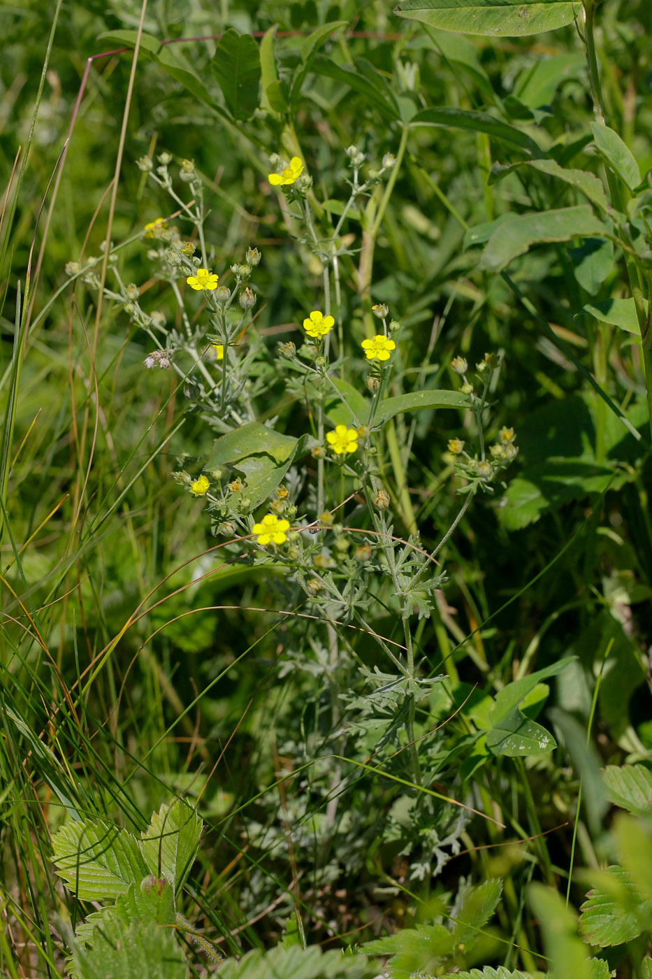 Изображение особи Potentilla argentea.