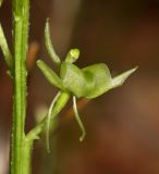 Image of taxon representative. Author is Вера Волкотруб