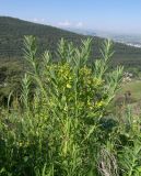 Euphorbia virgata