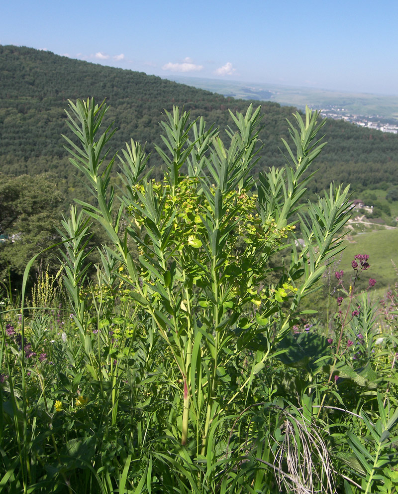 Изображение особи Euphorbia virgata.