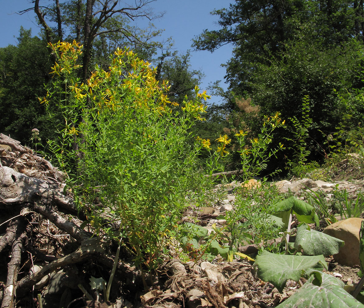 Image of Hypericum perforatum specimen.