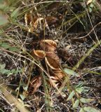 Astragalus henningii