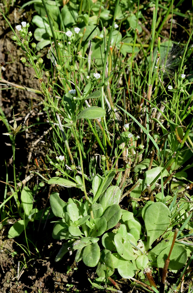Image of Samolus valerandi specimen.