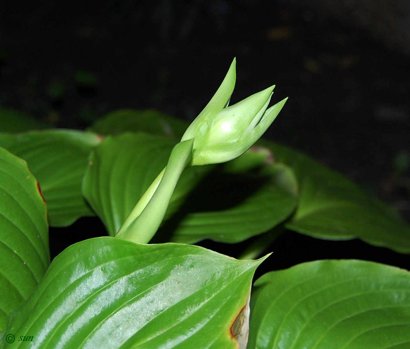 Изображение особи Hosta plantaginea.