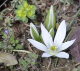 Ornithogalum sibthorpii