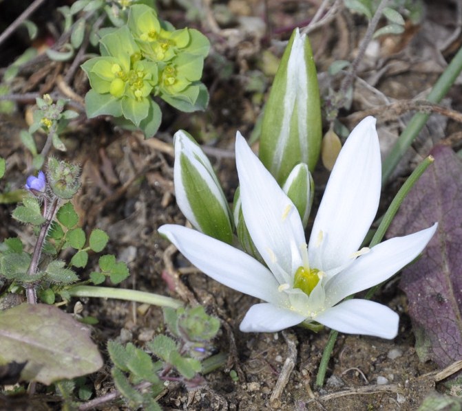 Изображение особи Ornithogalum sibthorpii.