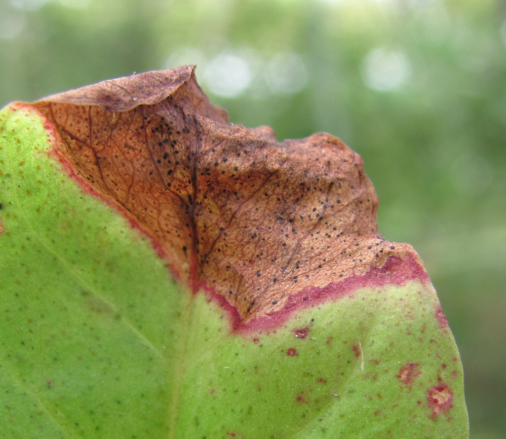 Изображение особи Lysimachia nummularia.