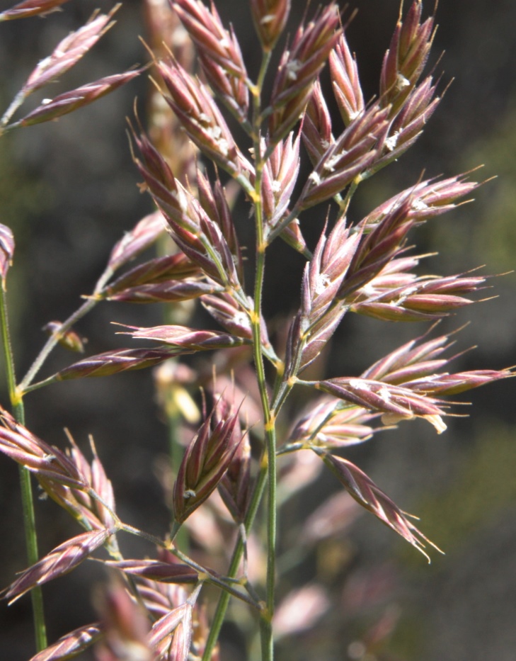 Изображение особи Festuca sphagnicola.