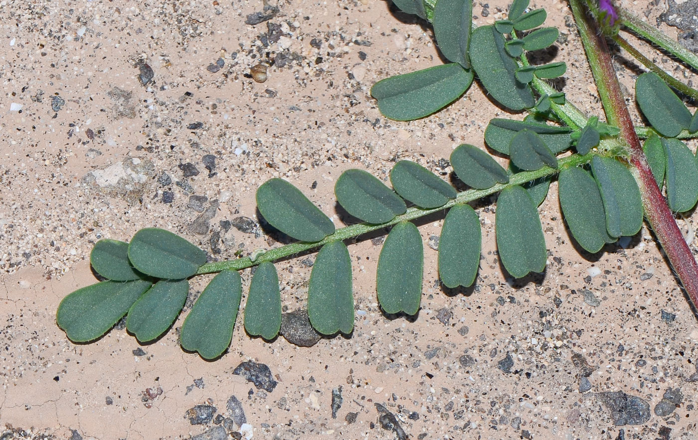 Изображение особи Astragalus mareoticus.